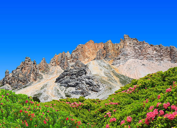 fanes парк - european alps tirol rhododendron nature стоковые фото и изображения