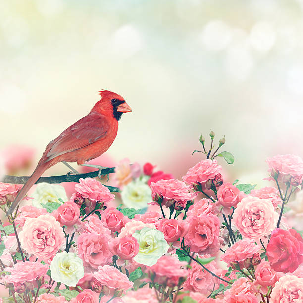 istock Red Cardinal In Rose Garden 479870244