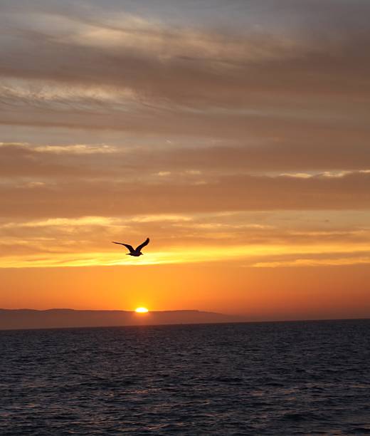 istock Lone Seagull Flying Into The Sunset 479873594