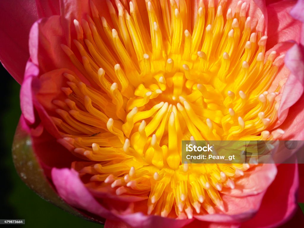 Beautiful lotus Beautiful lotus for background decoration. 2015 Stock Photo
