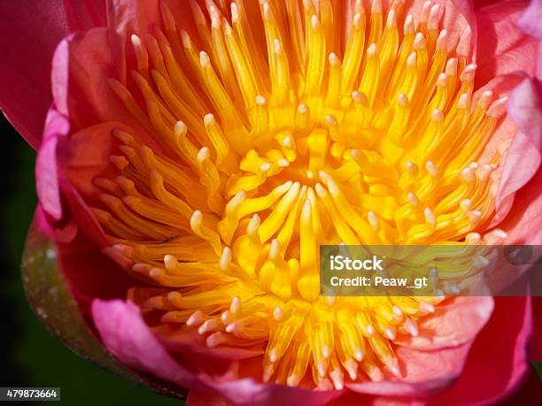 Beautiful Lotus Stock Photo - Download Image Now - 2015, Close To, Closed