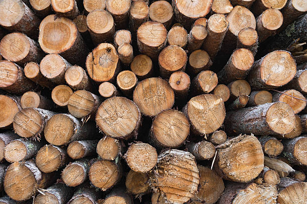 istock Pile of wood logs 479873852
