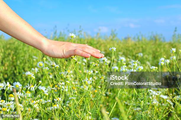 Chamomile Stock Photo - Download Image Now - 2015, Adult, Agricultural Field