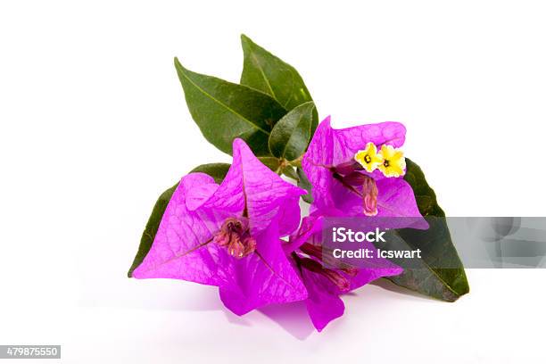 Sprig Of Mauve Bougainvillea Flowers And Green Leaves Stock Photo - Download Image Now