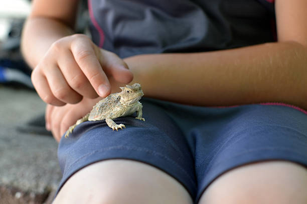 istock Young girl petting horny toad 479876760