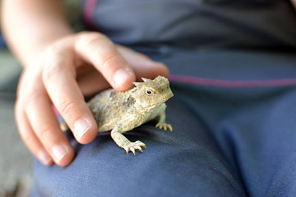 Pet Horned Frog stock photo