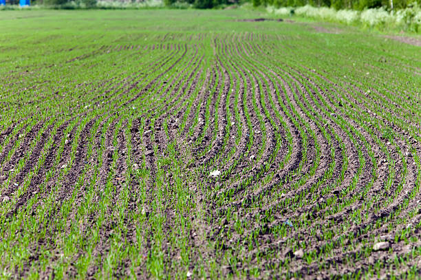 istock Equal rows of fresh shoots in the field 479877362