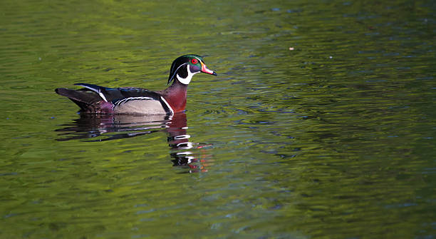 istock Male wood duck swimming 479877631