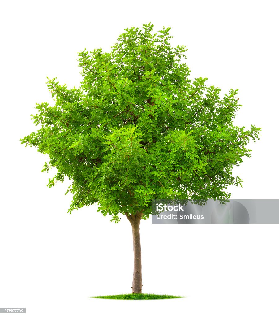 Young tree isolated on white Nice tree with lush fresh vibrant green foliage isolated on pure white background Acacia Tree Stock Photo