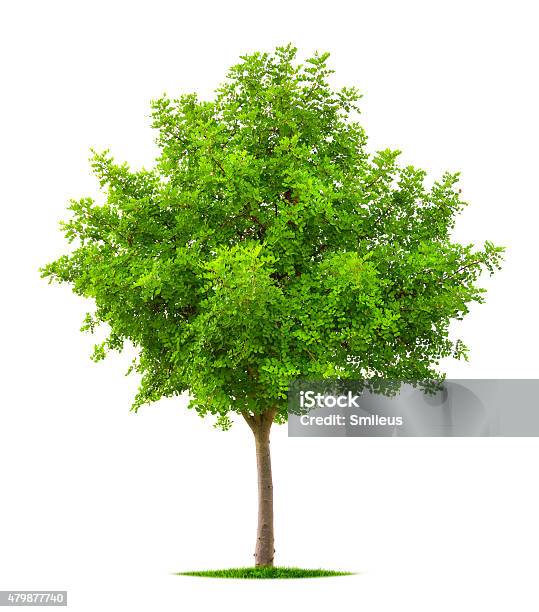 Young Tree Isolated On White Stock Photo - Download Image Now - Acacia Tree, White Background, 2015