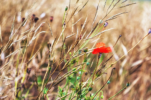 small poppy flowers blossoming around a wetland field in Gangneung Gyeongpo wetlands park. Taken around summer.
