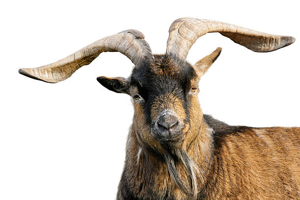 istock Goat with impressive horns isolated on white 479878130