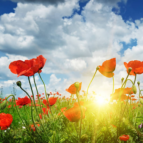 istock field with poppies and blue sky 479880860