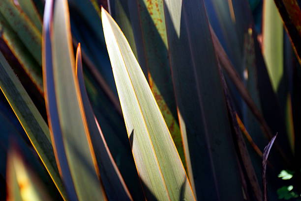 harakeke foglie (lino della nuova zelanda) - plant size foto e immagini stock