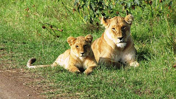 istock Lion cubs in Masai Mara 479882458
