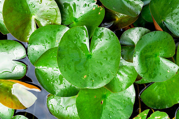 istock Fresh green lotus leaves 479884058