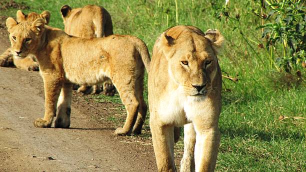 istock Lion cubs in Masai Mara 479887590