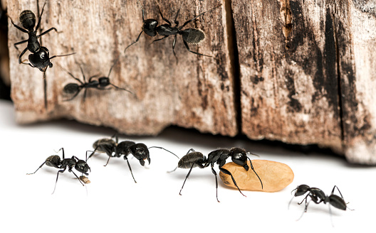 Carpenter ant, Camponotus vagus, carrying an egg