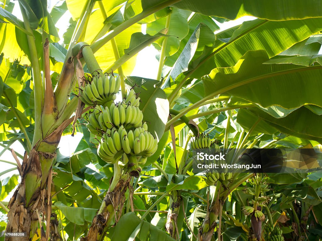 banana tree 2015 Stock Photo