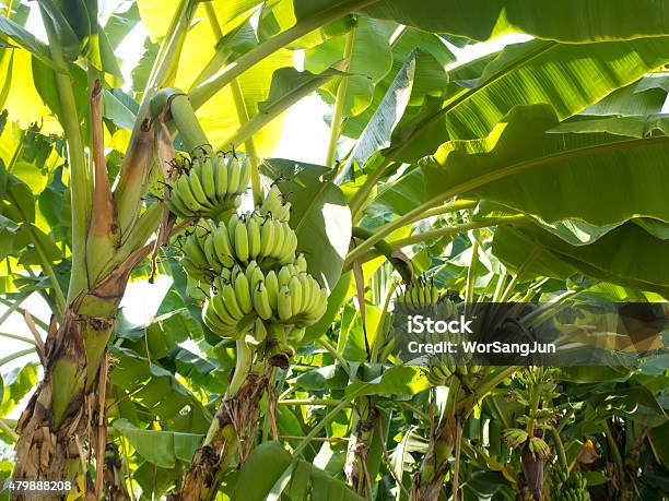 Banana Tree Stock Photo - Download Image Now - 2015, Agriculture, Backgrounds