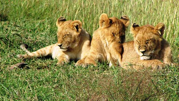 istock Lion cubs in Masai Mara 479888518