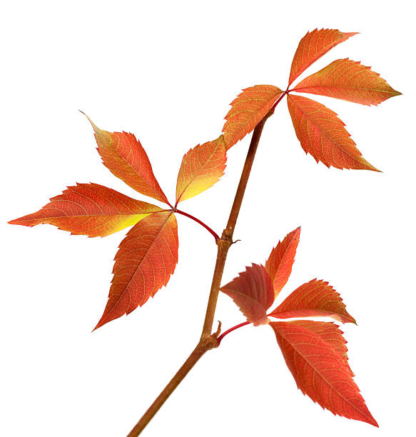 istock Autumn branch of grapes leaves 479890734