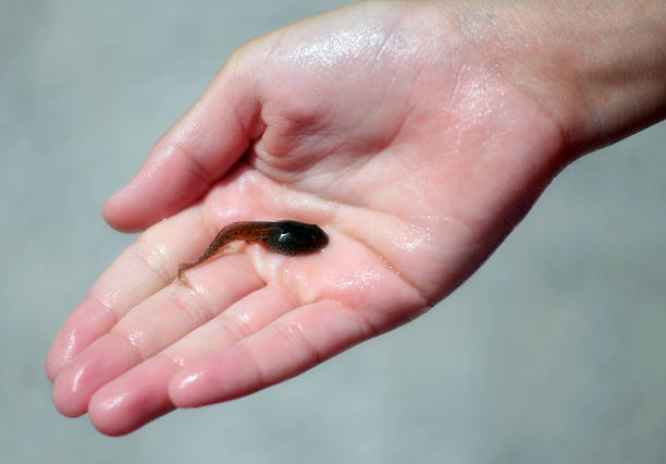 mão de criança com um preto pequeno girino - tadpole frog human hand young animal imagens e fotografias de stock