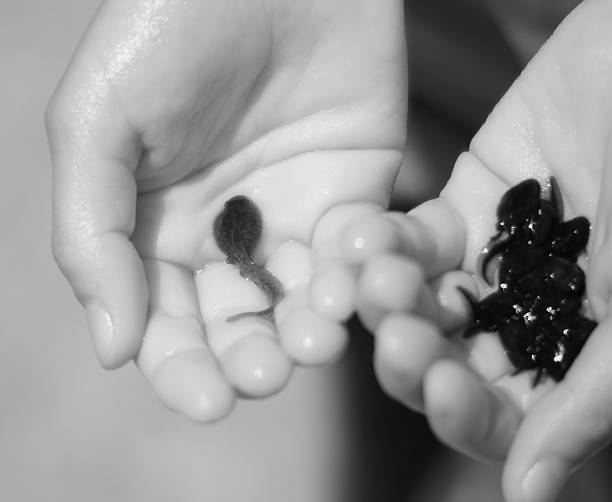 mão de criança com muitas tadpoles preto - tadpole frog human hand young animal imagens e fotografias de stock