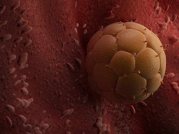 Human egg and womb Detailed visulation of a womb and egg human blastocyst stock pictures, royalty-free photos & images