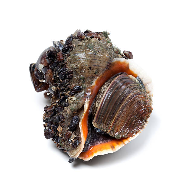istock Veined rapa whelk covered with small mussels 479892216
