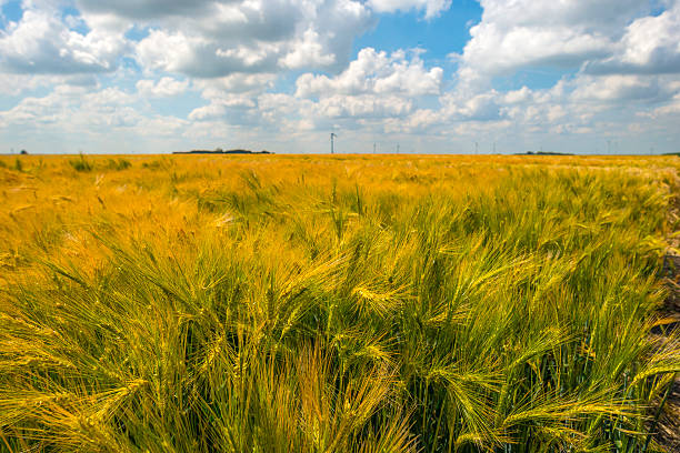 istock Wheat growing on a sunny field in summer 479892986