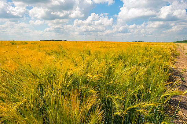 istock Wheat growing on a sunny field in summer 479892990