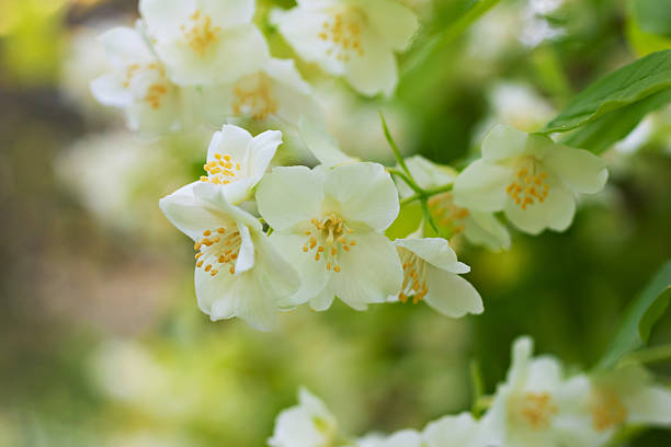 istock Branch of beautiful white jasmine flowers 479893126