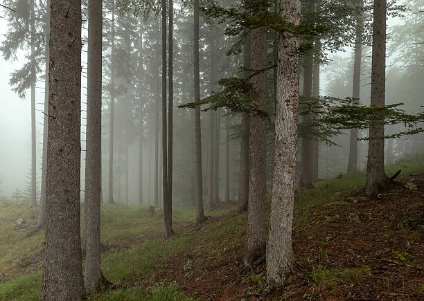istock Mountain forest in the fog 479893146