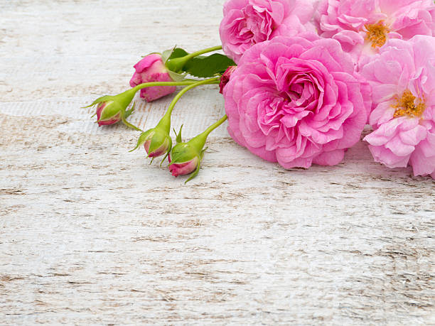 istock Roses and buds on the white painted board 479893174