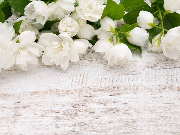 istock English dogwood on the white background 479893184