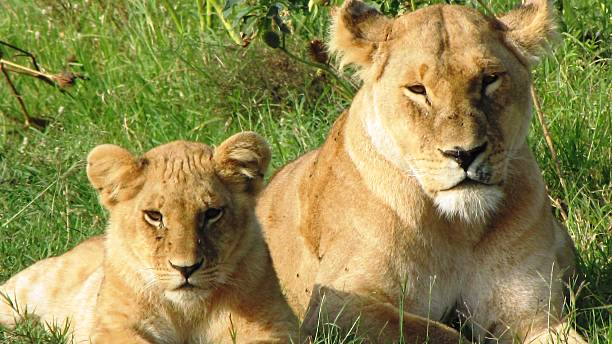 istock Lion cubs in Masai Mara 479893190