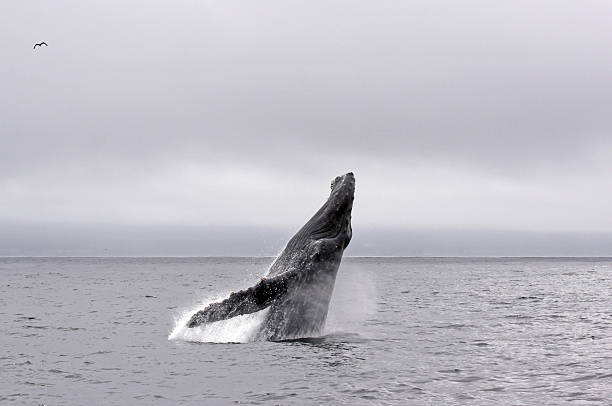 istock Jump of a Humpback whale 1 479894046