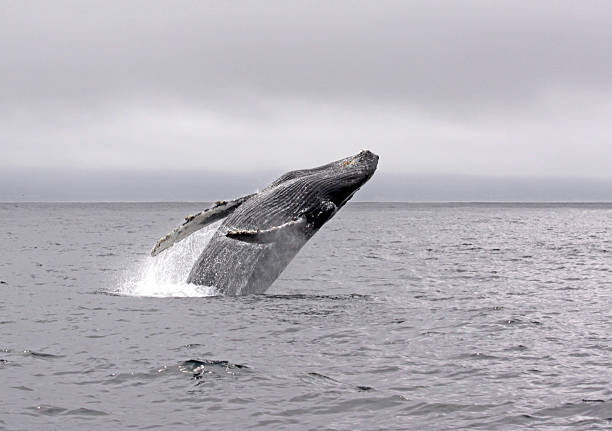 istock Jump of a Humpback whale 4 479894058