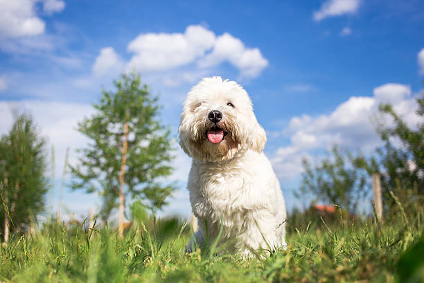 istock Tulear cotton dog portrait in garden 479895480