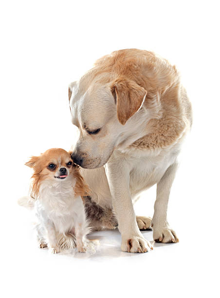 istock labrador retriever and chihuahua 479896558