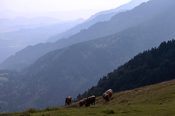 sou dreiländereck ö  sterreich-italien-slowenien - bergwiese - fotografias e filmes do acervo