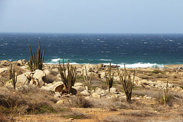 istock Cacti growing on the rocky coastline 479897824
