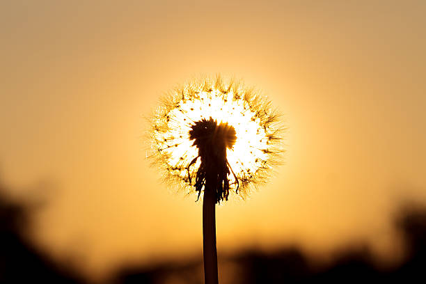 istock Fluffy dandelion illuminated by the sun . 479897830