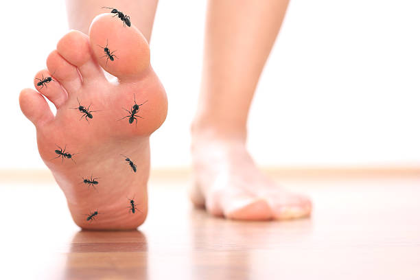 Foot stepping ant chicle diabetes leg stock photo