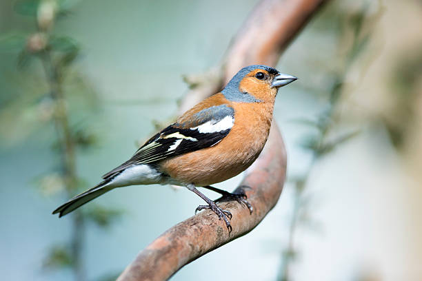 tentilhão (fringilla coelebs) - chaffinch - fotografias e filmes do acervo