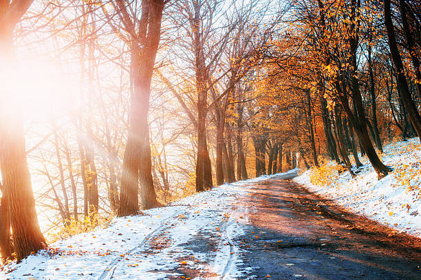 prima neve nel bosco in lisi.doroha - autumn light leafes color image foto e immagini stock