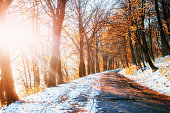 First Snow in the Woods in lisi.Doroha