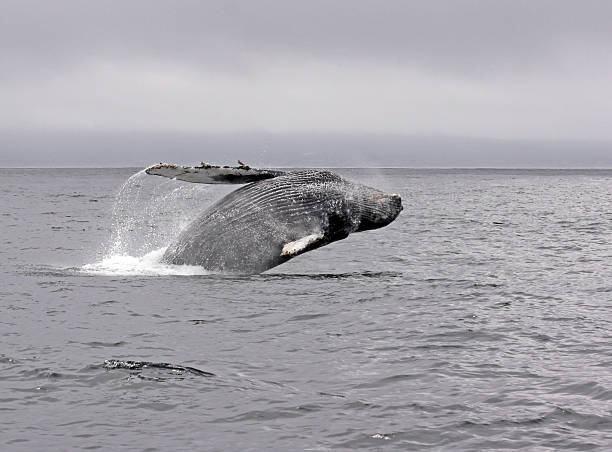 istock Jump of a Humpback whale 6 479898974