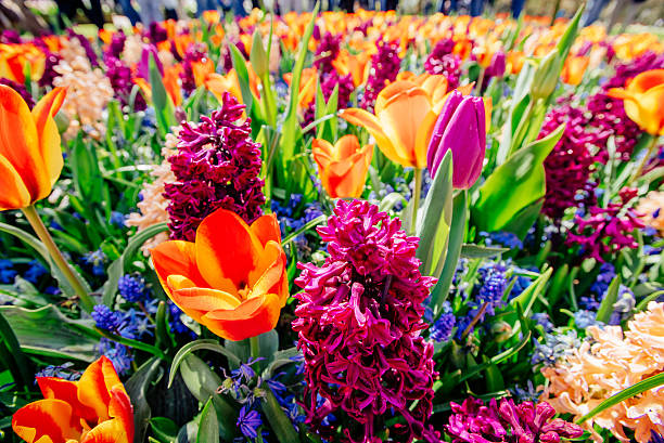 istock field of wild flowers. 479899042